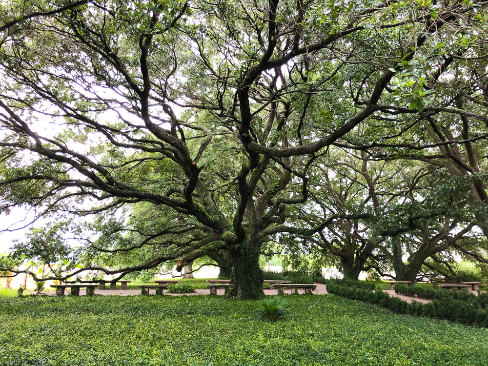 Live Oak Tree